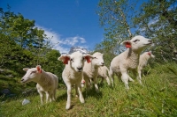 Schafe passen doch auch im April
