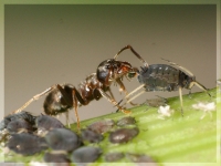 Nachdem hier schon viele hervorragende Bilder von meist leider toten Tieren zu sehen sind, wollte ich mal lebende Tiere in Aktion zeigen. 
Es hat mich fast einen Tag gekostet den Moment auf den Chip zu bannen, wo die Ameise den Nektartropfen (gut als kleine Kugel zu erkennen) aus der Blattlaus herausdrckt, um ihn mit den Kiefern aufzunehmen. 
Einstellungen:ISO 400, F11, 1/160sec interner Blitz, Reflektor mit Papier, Stativ.