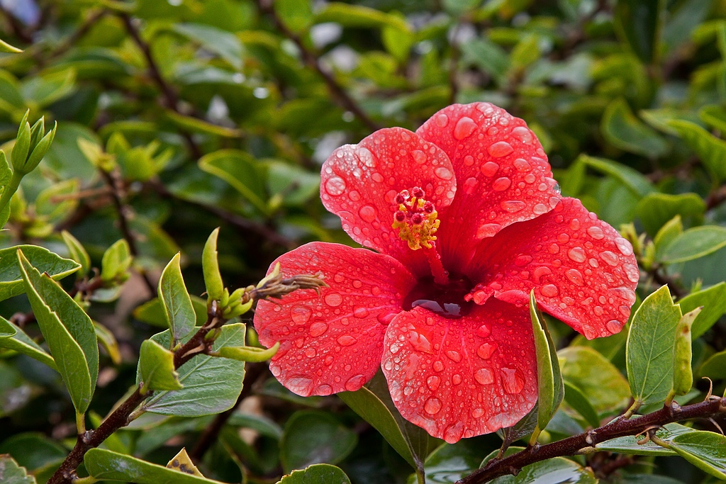 Hibiskus_TOP.jpg