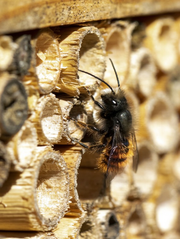 Mauerbiene  am Insektenhaus.jpg