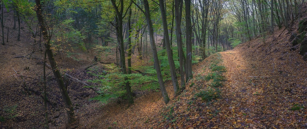 Wald2.jpg