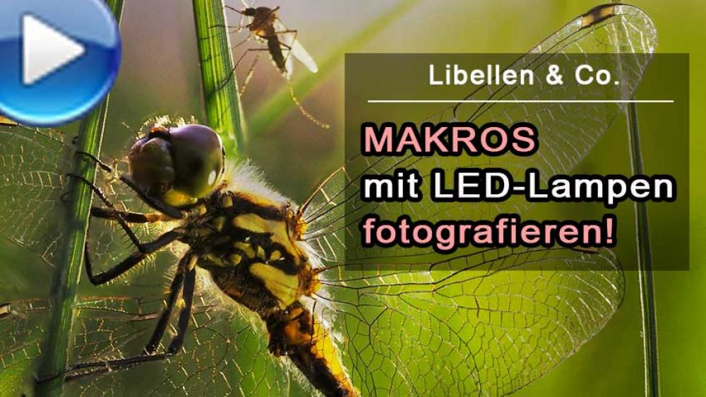 Makrofotografie mit LED-Licht - Libellen & Co - Traumflieger.de